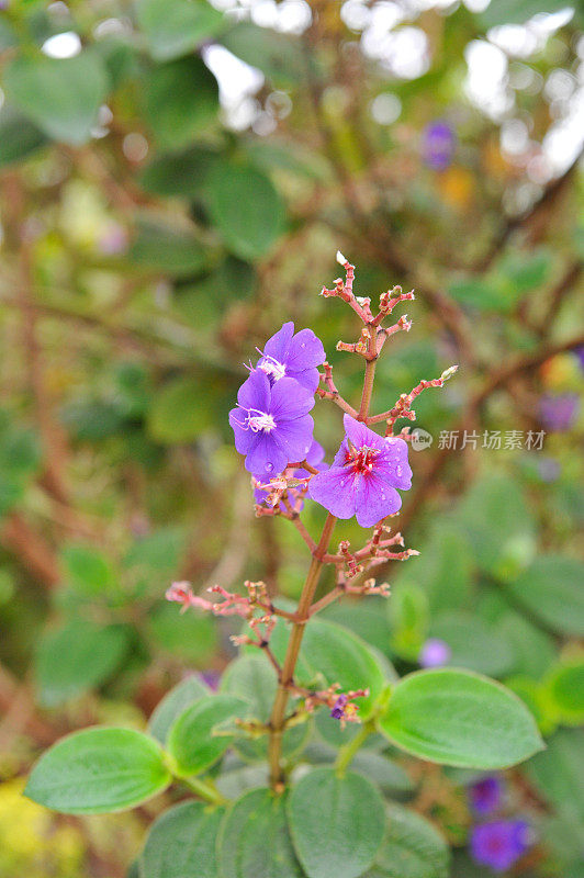 urvilleana的Rwandan Tibouchina